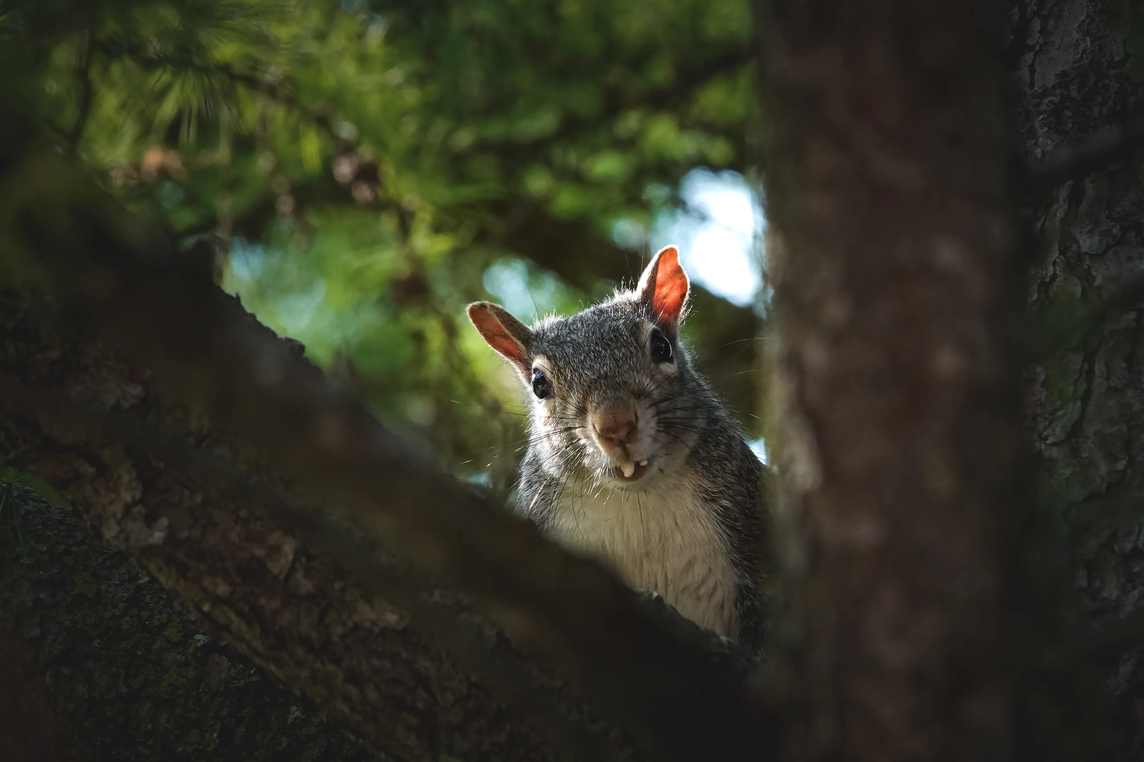 Northeast Georgia wildlife landscape